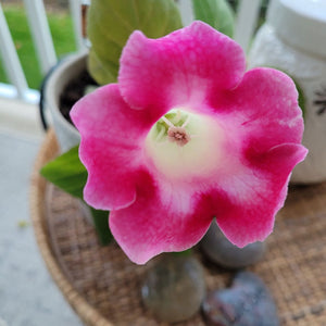 Emperor Frederick Gloxinia
