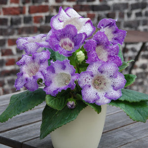 Tigrinia Blue Gloxinia