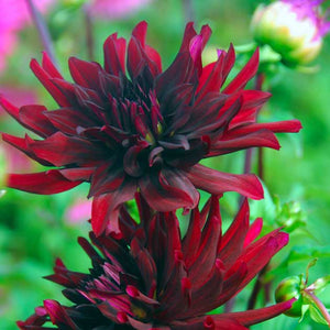 Nuit d'Ete Cactus Dahlia