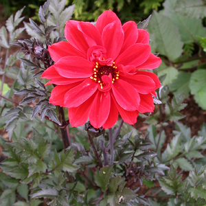 Bishop of Llandaff Bronzeleaf Dahlia
