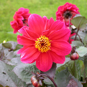 Bishop of Llandaff Bronzeleaf Dahlia