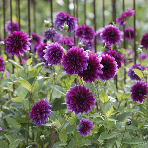 Thomas Edison Decorative Dahlia