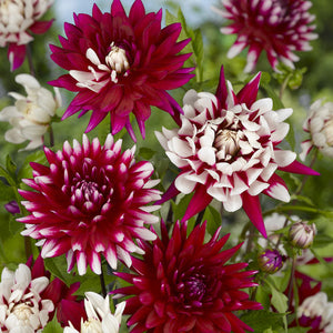 Rebecca's World Decorative Dahlia