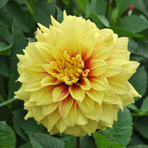 Dazzling Sun Decorative Dahlia