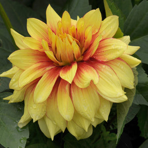 Dazzling Sun Decorative Dahlia