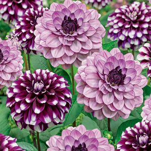 Cherry Berry Decorative Dahlia Mix