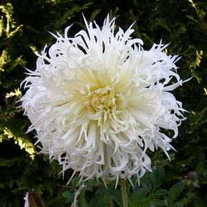 Tsuki Yori Fringed Dahlia