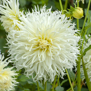 Tsuki Yori Fringed Dahlia