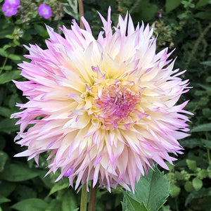 Nadia Ruth Fringed Dahlia