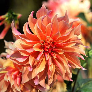 Labyrinth Giant Dinnerplate Dahlia