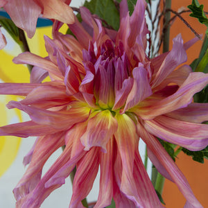 Labyrinth Giant Dinnerplate Dahlia