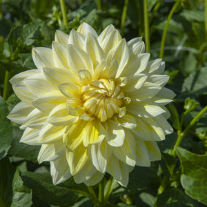 La Luna Giant Dinnerplate Dahlia