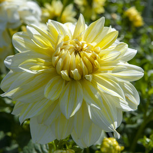 La Luna Giant Dinnerplate Dahlia