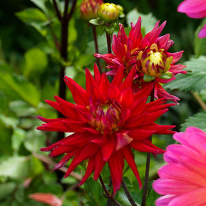 Manhattan Island Giant Dinnerplate Dahlia