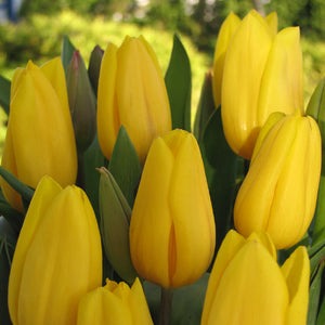 Strong Gold Triumph Tulip
