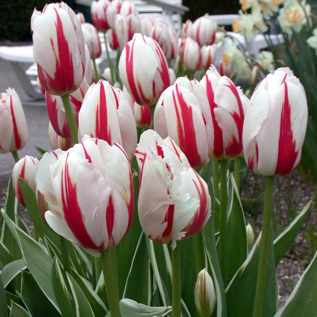 Canadian Celebration Triumph Tulip - Botanus