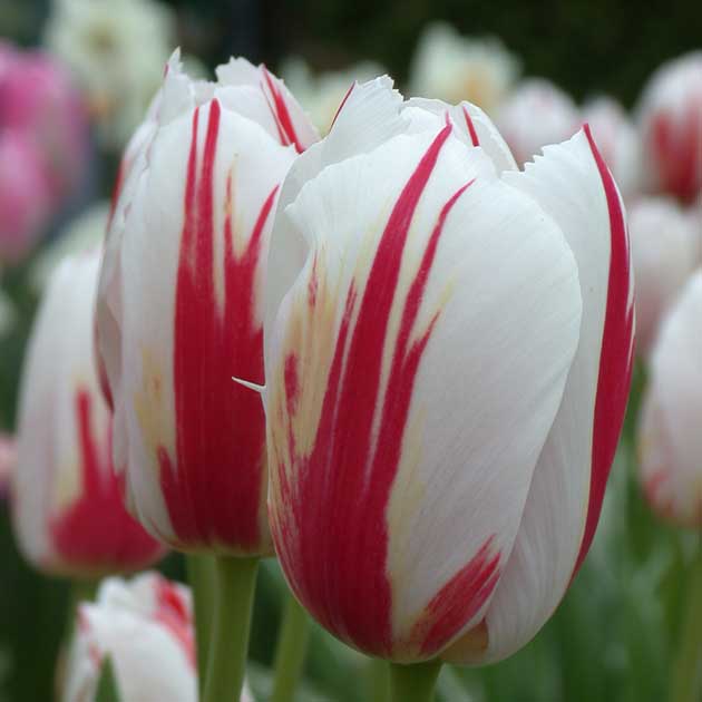 Canadian Celebration Triumph Tulip - Botanus