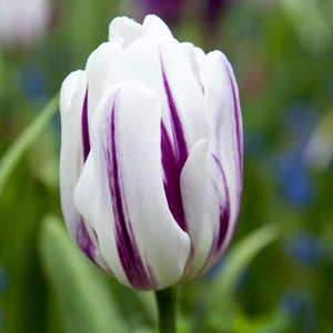 Flaming Flag Triumph Tulip