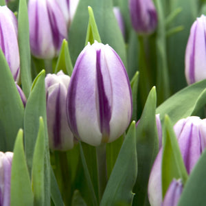 Flaming Flag Triumph Tulip