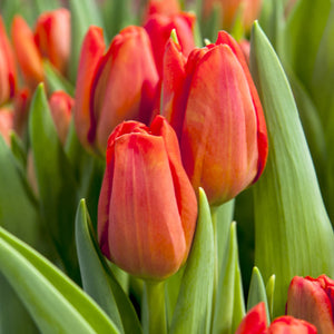 Prins Willem Alexander Triumph Tulip
