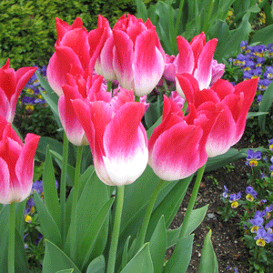 Tender Whisper Triumph Tulip