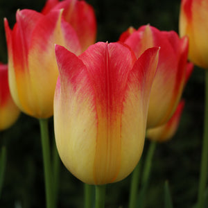 Suncatcher Triumph Tulip