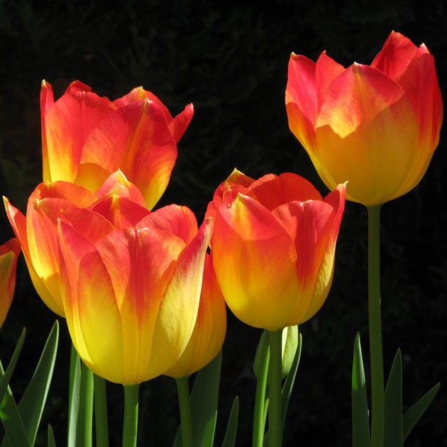 Suncatcher Triumph Tulip - Botanus