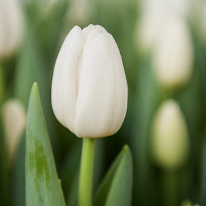 Antarctica Triumph Tulip