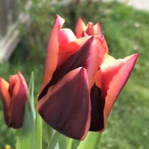 Slawa Triumph Tulip