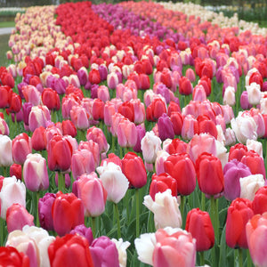 Pride Parade Triumph Tulip Mix