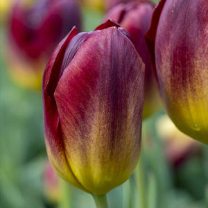 Amber Glow Triumph Tulip