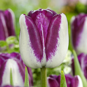 Shiun Triumph Tulip