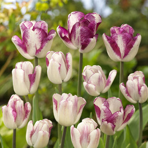 Shiun Triumph Tulip