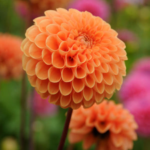 Sylvia Ball Dahlia