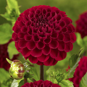 Viking Pompon Dahlia
