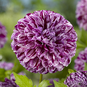 Marble Ball Dahlia