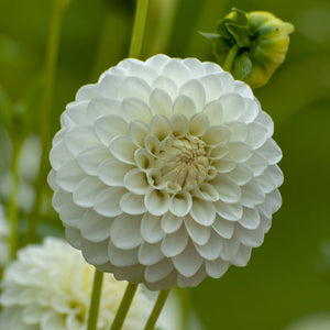 Petra's Wedding Ball Dahlia