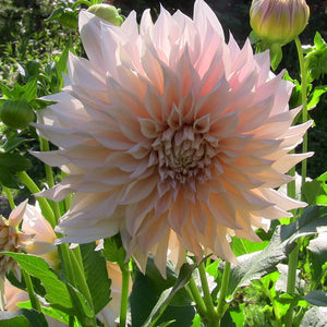 Cafe au Lait Giant Dinnerplate Dahlia