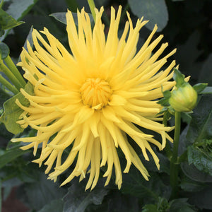 Encore Novelty Dahlia