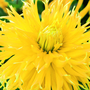 Encore Novelty Dahlia