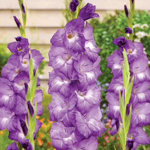 Nori Gladiolus