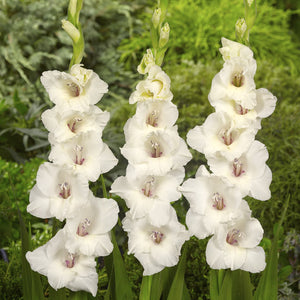 Oscilla Gladiolus