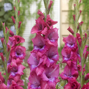 Lumiere Gladiolus