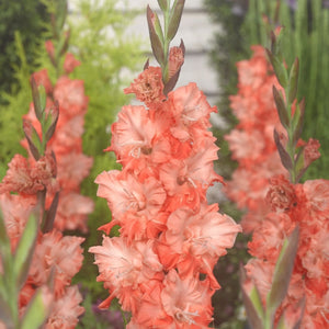 Charkov Gladiolus