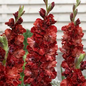 Cherry Cola Gladiolus