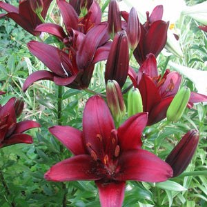 Landini Asiatic Lily