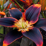 breck's multicolor forever susan asiatic lily Forever Susan Asiatic Lily
