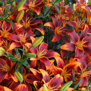 Forever Susan Asiatic Lily