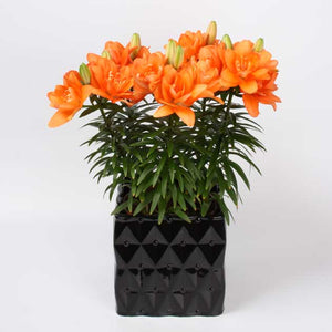 Tiny Double You Asiatic Patio Lily