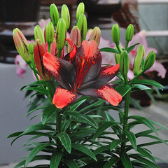 asiatic black widow lilies Tiny Shadow Asiatic Patio Lily